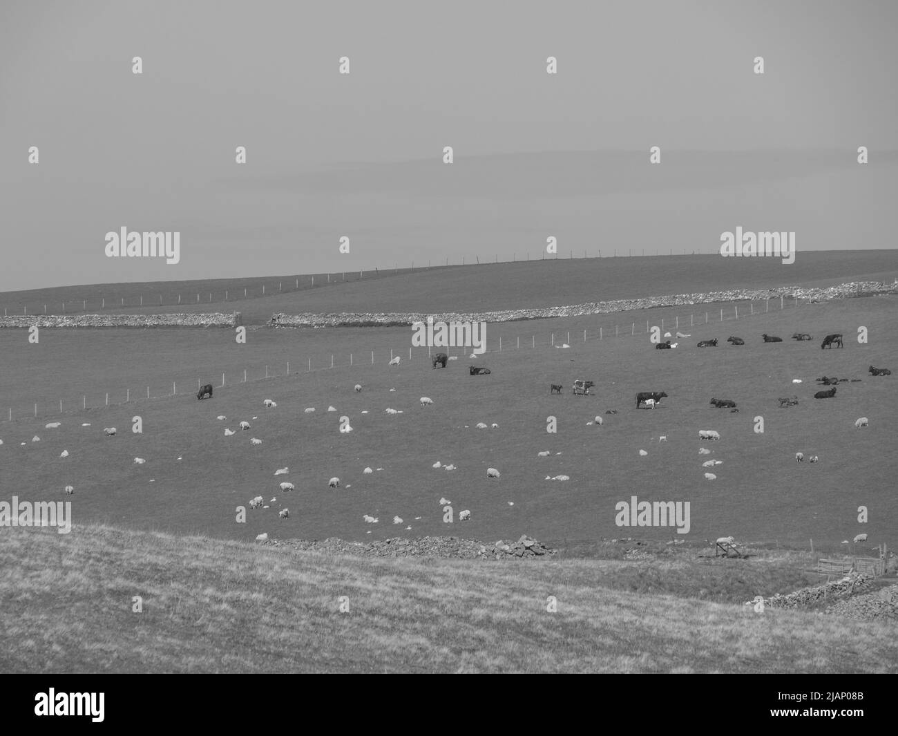 the Shetland island in scotland Stock Photo Alamy