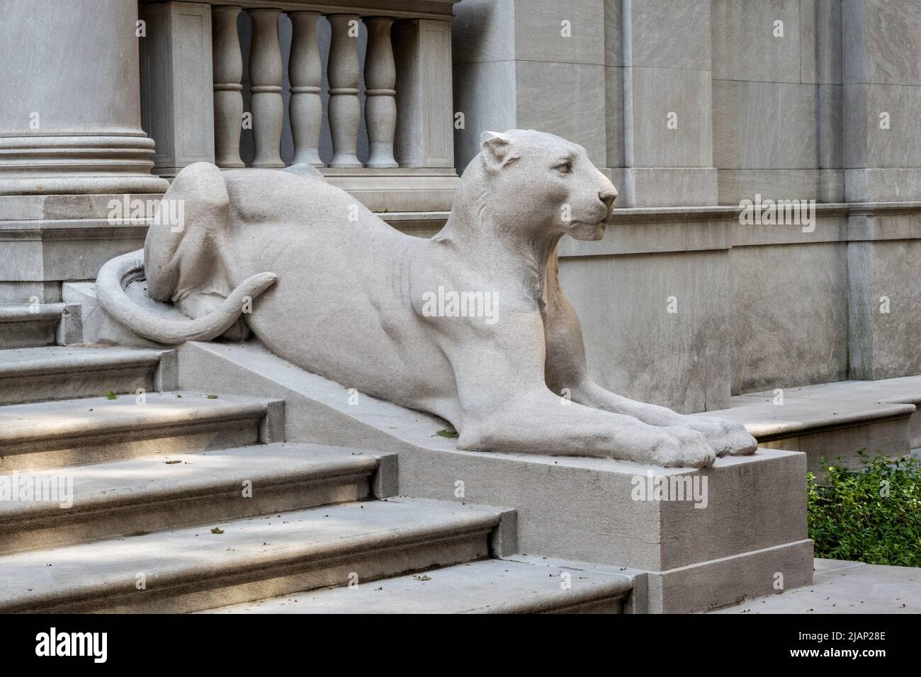 Lioness statues are featured at The Morgan Library and Museum in Murray Hill, New York City, USA  2022 Stock Photo