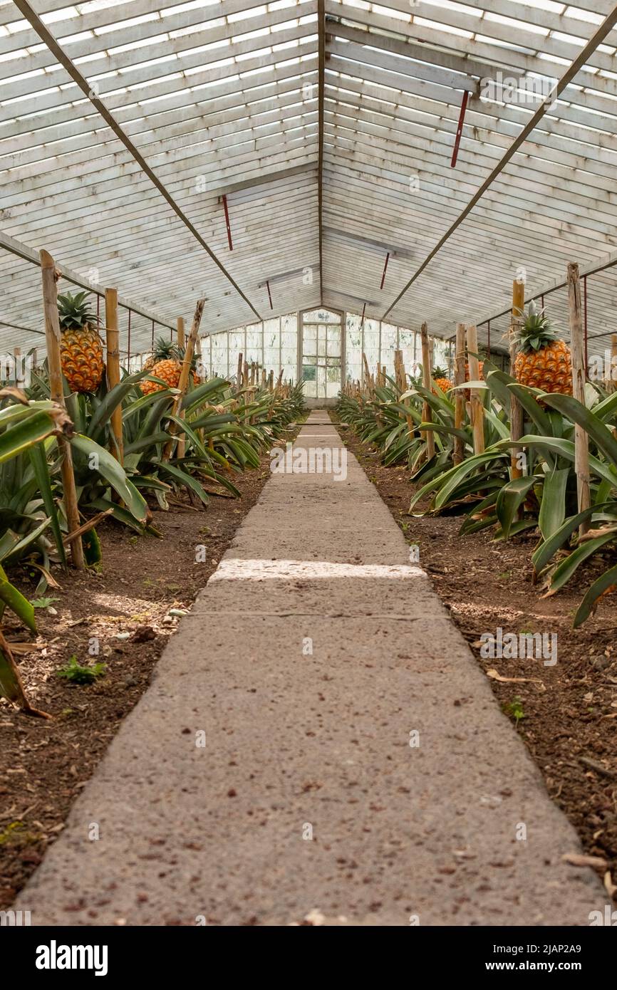 Traditional Azorean greenhouse Pineapple Plantation. São Miguel Island