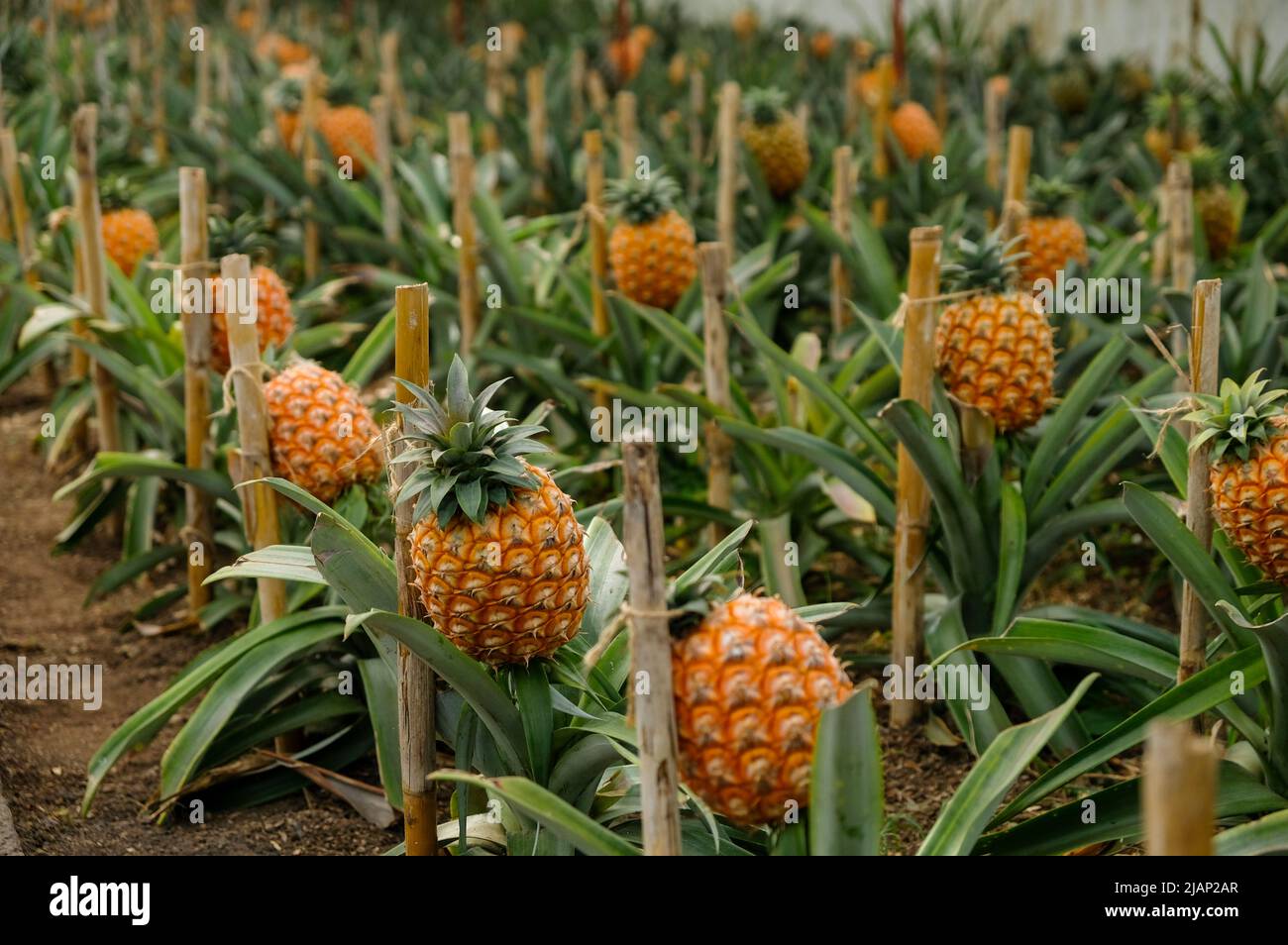 Traditional Azorean greenhouse Pineapple Plantation.  One Pineapple fruit in selective focus. São Miguel Island in the archipelago of Azores. Stock Photo