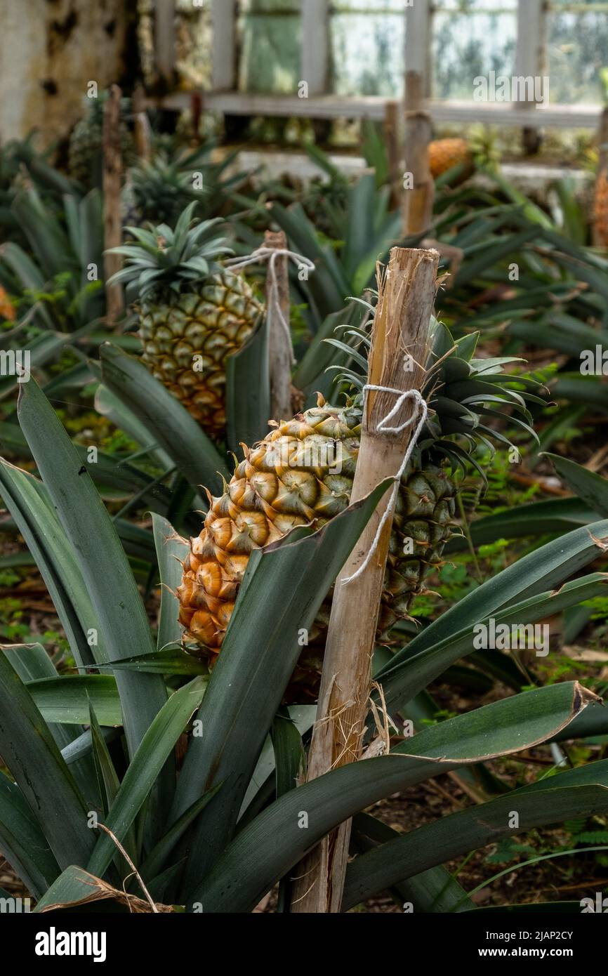 Traditional Azorean greenhouse Pineapple Plantation.  One Pineapple fruit in selective focus. São Miguel Island in the archipelago of Azores. Stock Photo