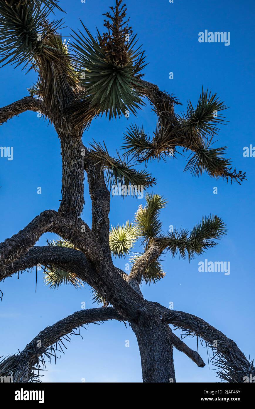 A Joshua Tree in Joshua Tree National Park against a deep blue sky. Stock Photo