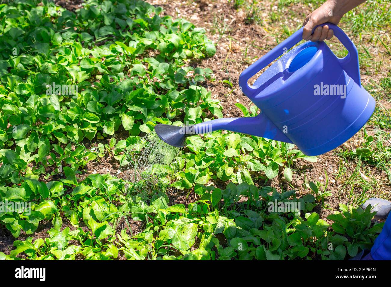 The farmer waters the beds with vegetables from a watering can. Care and cultivation of plants in the garden. Stock Photo