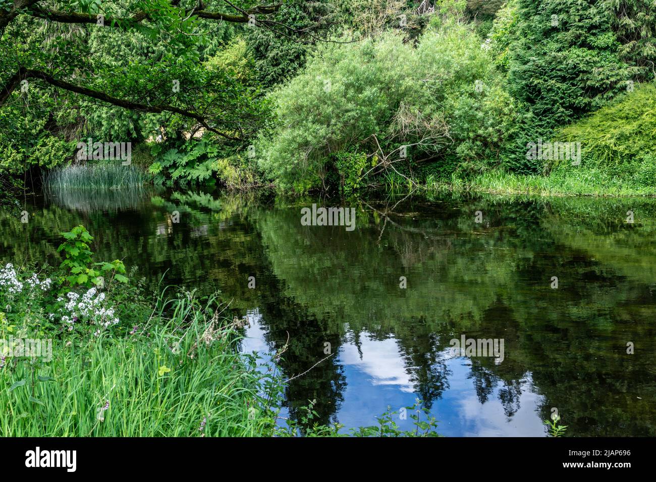 The lush green vegetation bordering the River Liffey near Palmerstown in Dublin, Ireland. Stock Photo