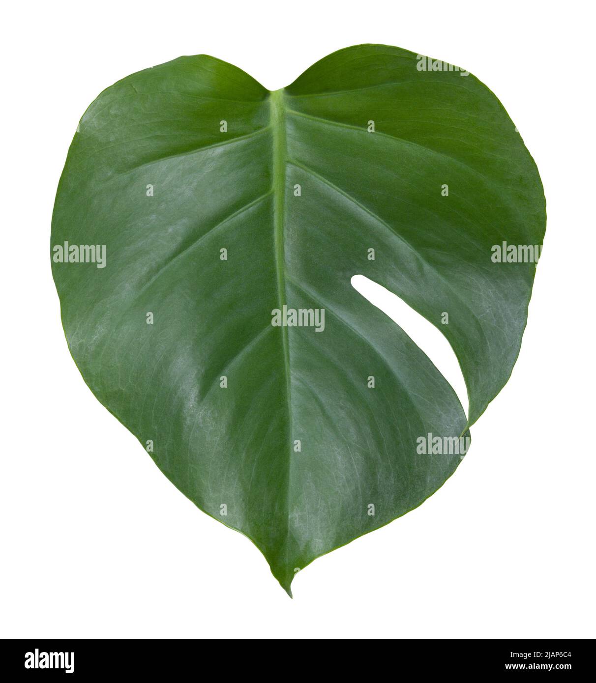 Green Tropical Leaf Cut Out on White. Stock Photo