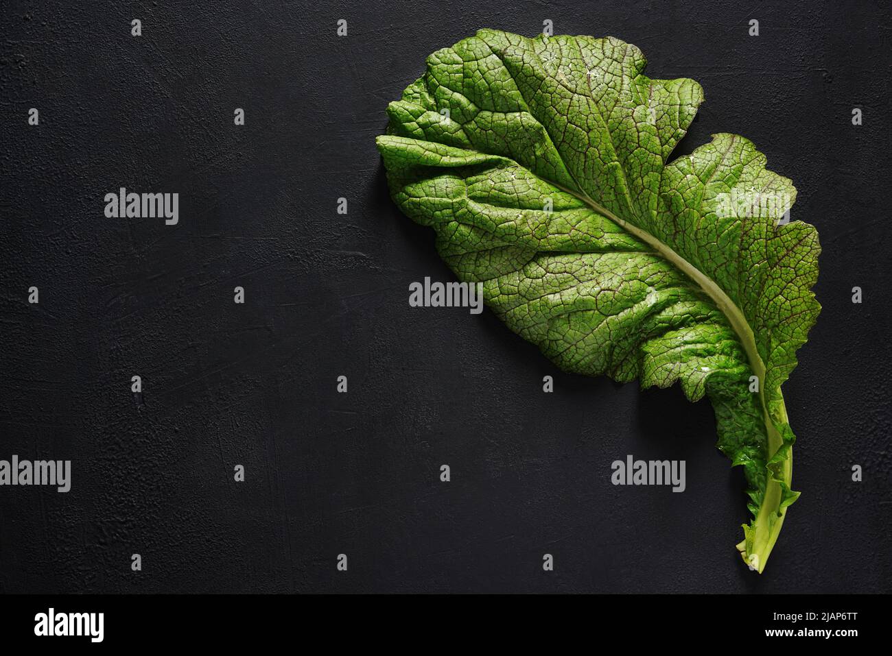 red and green big leaf of japanese mustard mizuna on a dark background