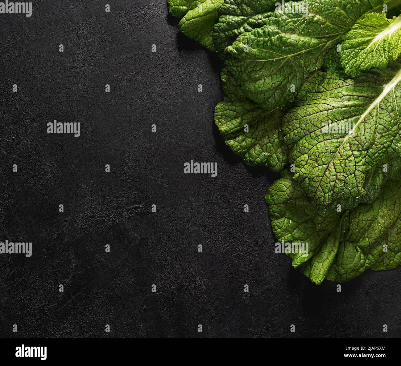 red and green big leaves of japanese mustard mizuna on a dark