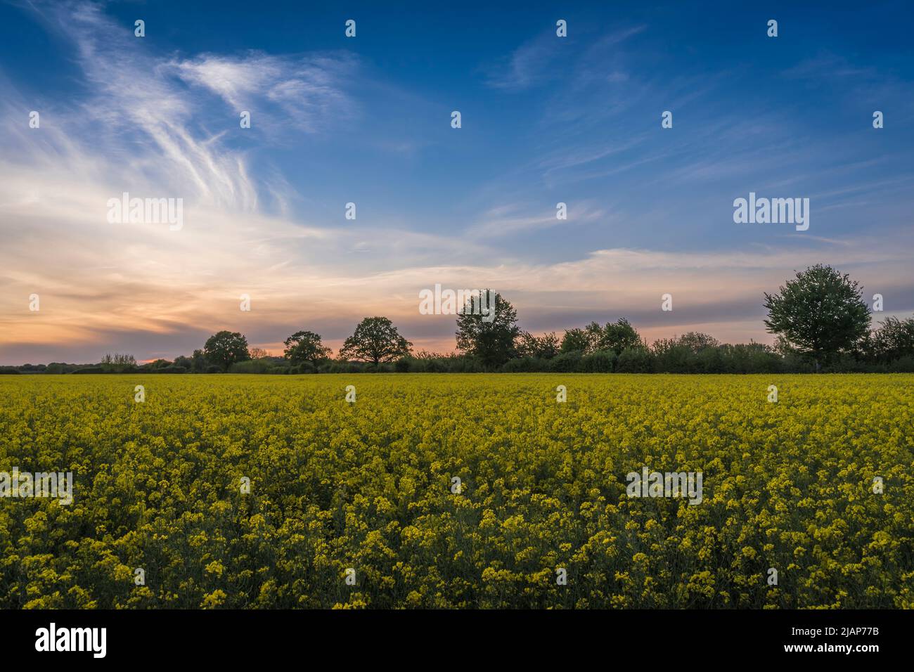 view over a springtime rapeseed field Stock Photo