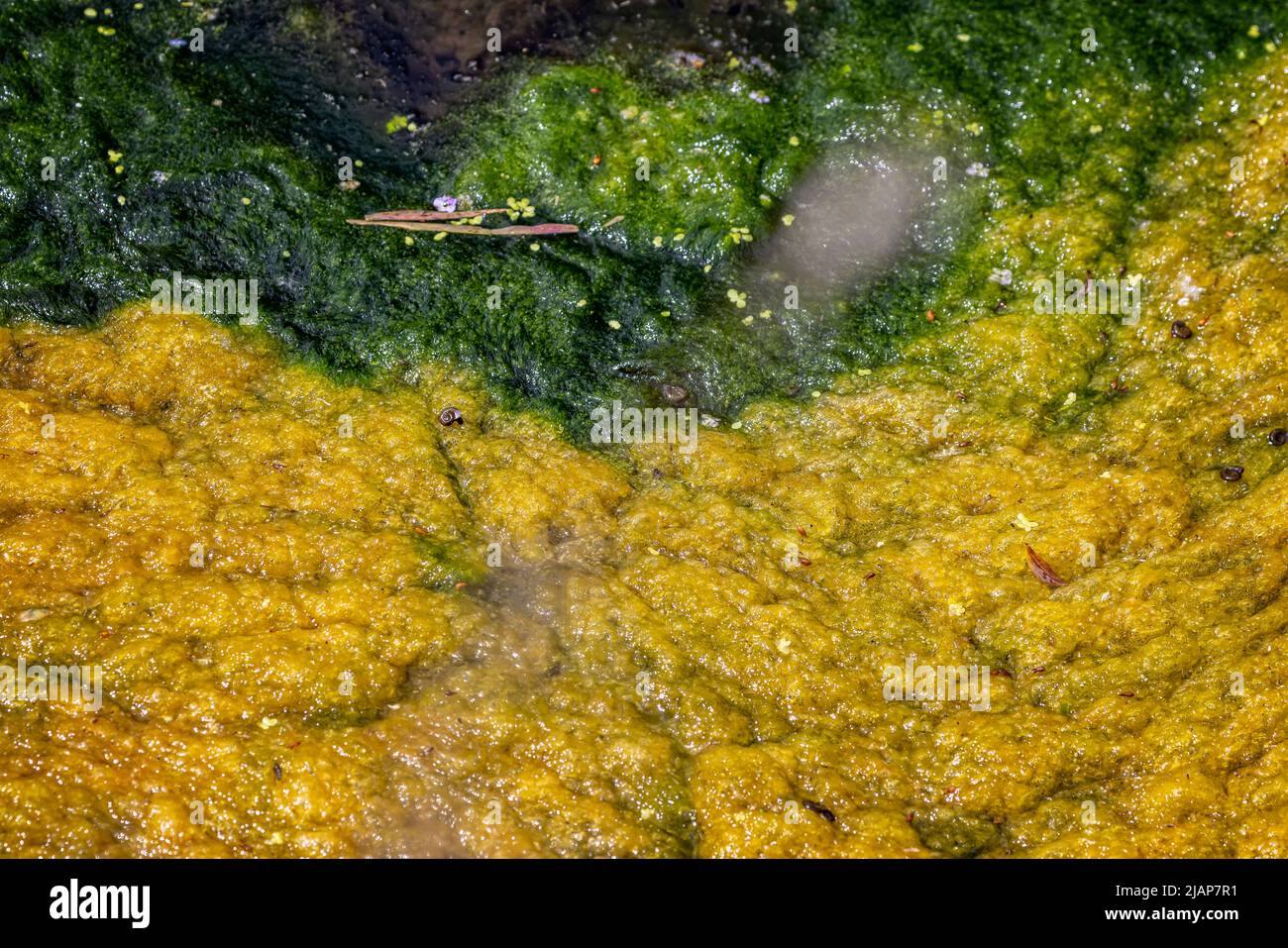 Close up of orange, yellow and green algae on the surface of a pond in