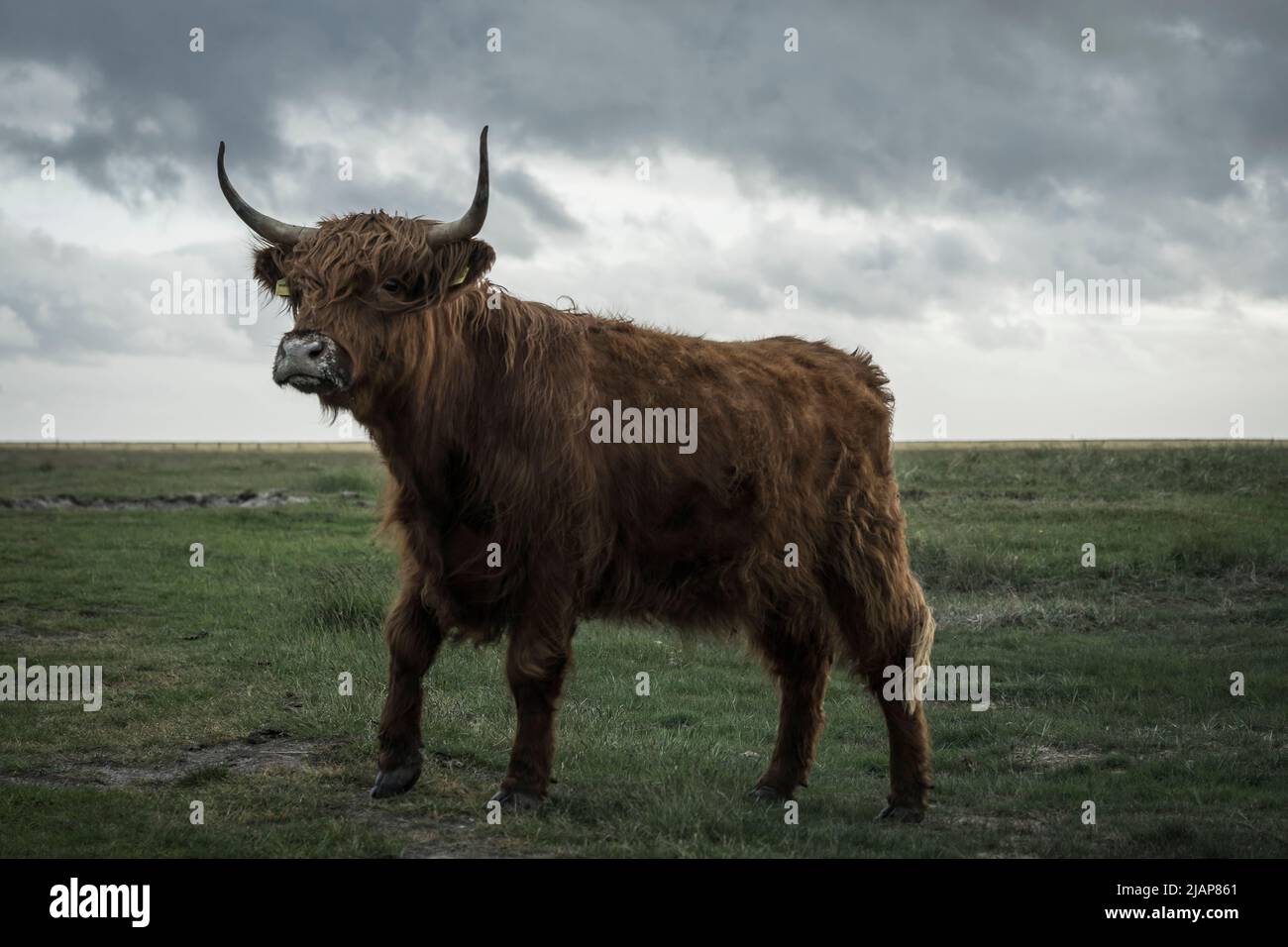scottish highland cow on a meadow Stock Photo - Alamy