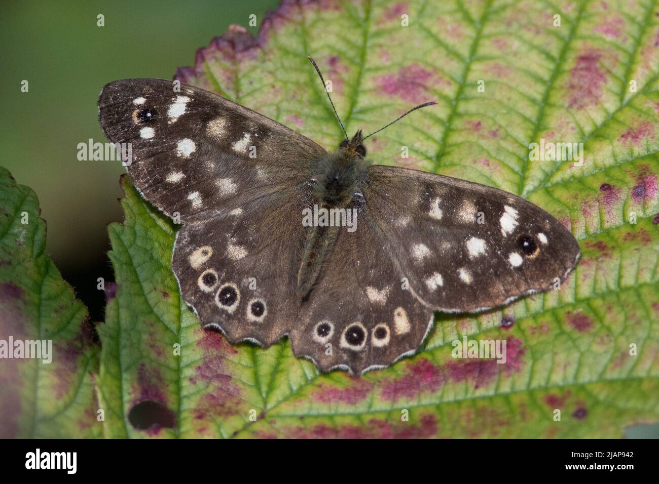 A speckled wood butterfly (Pararge aegeria) at rest on a leaf. Taken at Hawthorn, near Seaham, UK. Stock Photo