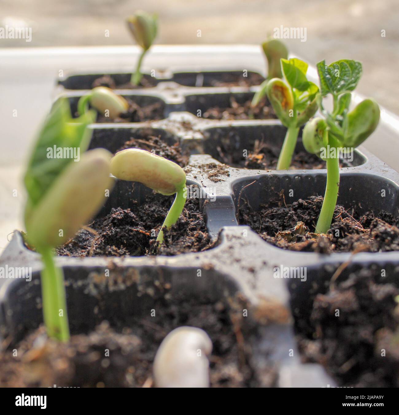 plants growing fast in my greenhouse Stock Photo Alamy