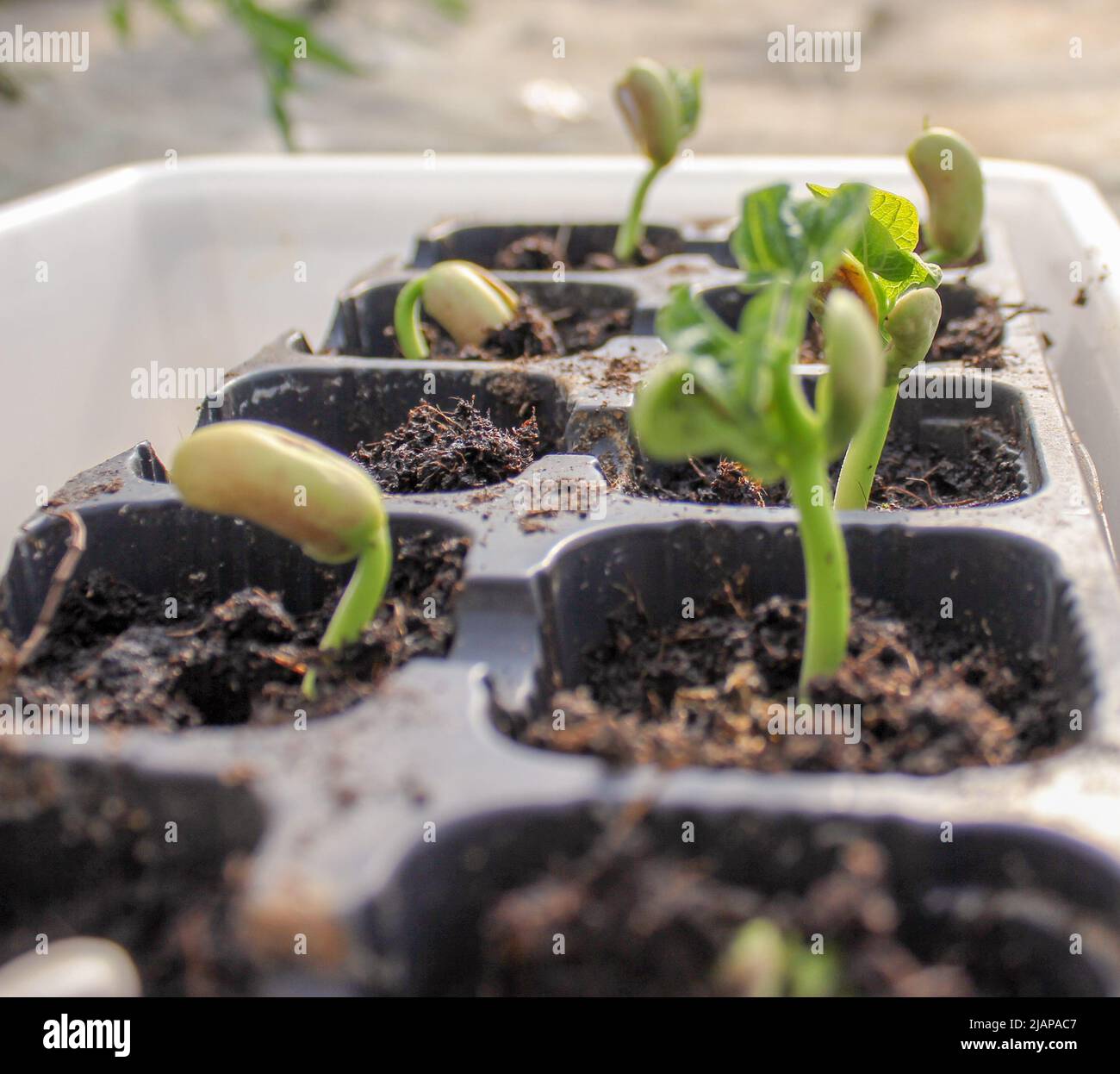 plants growing fast in my greenhouse Stock Photo Alamy