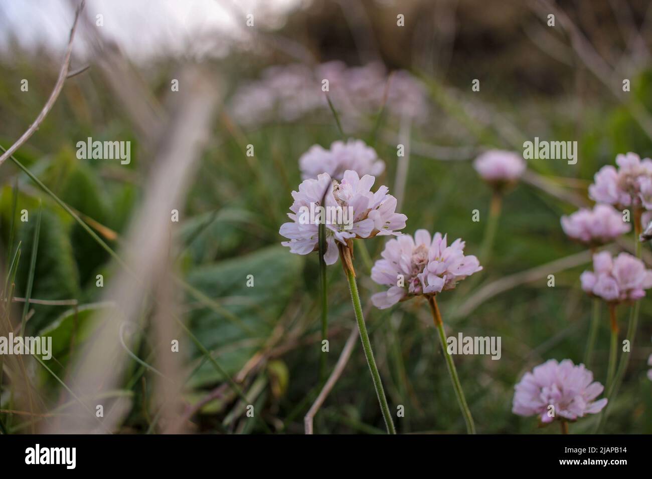 Wildflowers in nature hi-res stock photography and images - Alamy