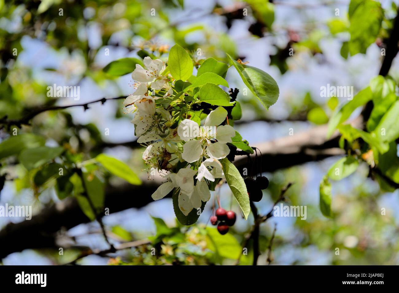 Beautiful white blossom of a plumleaf crab apple in bloom in spring time in Ottawa, Ontario, Canada. Stock Photo
