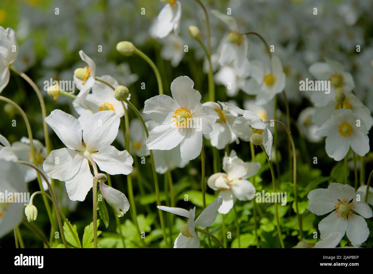 Beautiful white flowers of a snowdrop anemone in bloom in spring time in Ottawa, Ontario, Canada. Stock Photo