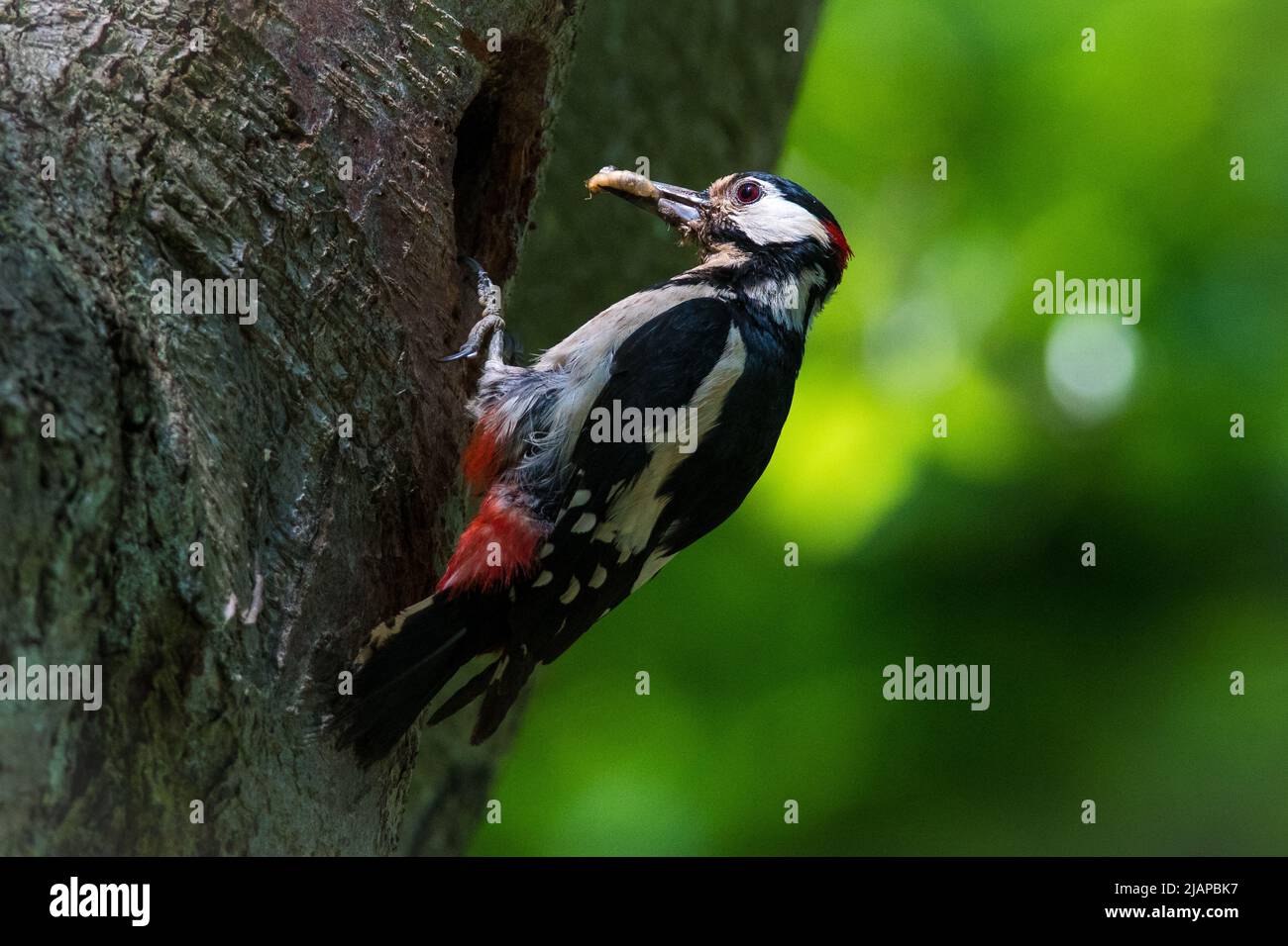 A male Greater Spotted Woodpecker (Dendrocopos major) feeding his young in their nest hole. Taken in Barnes Park, Sunderland, Tyne & Wear, UK Stock Photo