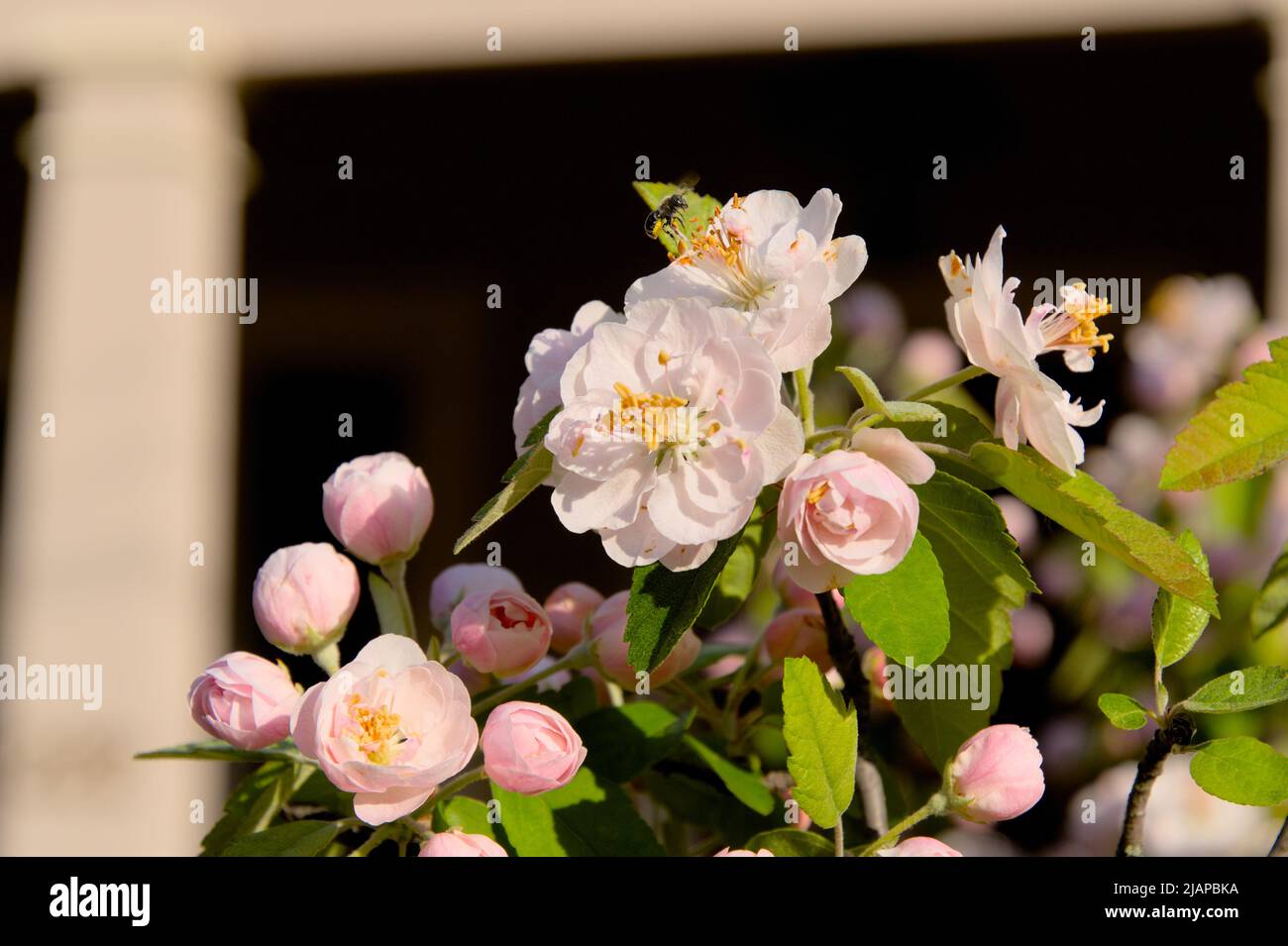 Beautiful pale pink flowers of a Sweet crab apple in bloom in spring time in Ottawa, Ontario, Canada. Stock Photo