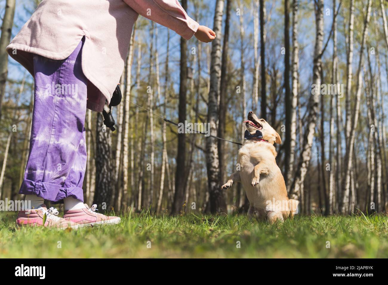 Obedient cute funny dog standing on two back legs asking for a treat. Unrecognizable woman holding a dog snack, training her dog. High quality photo Stock Photo