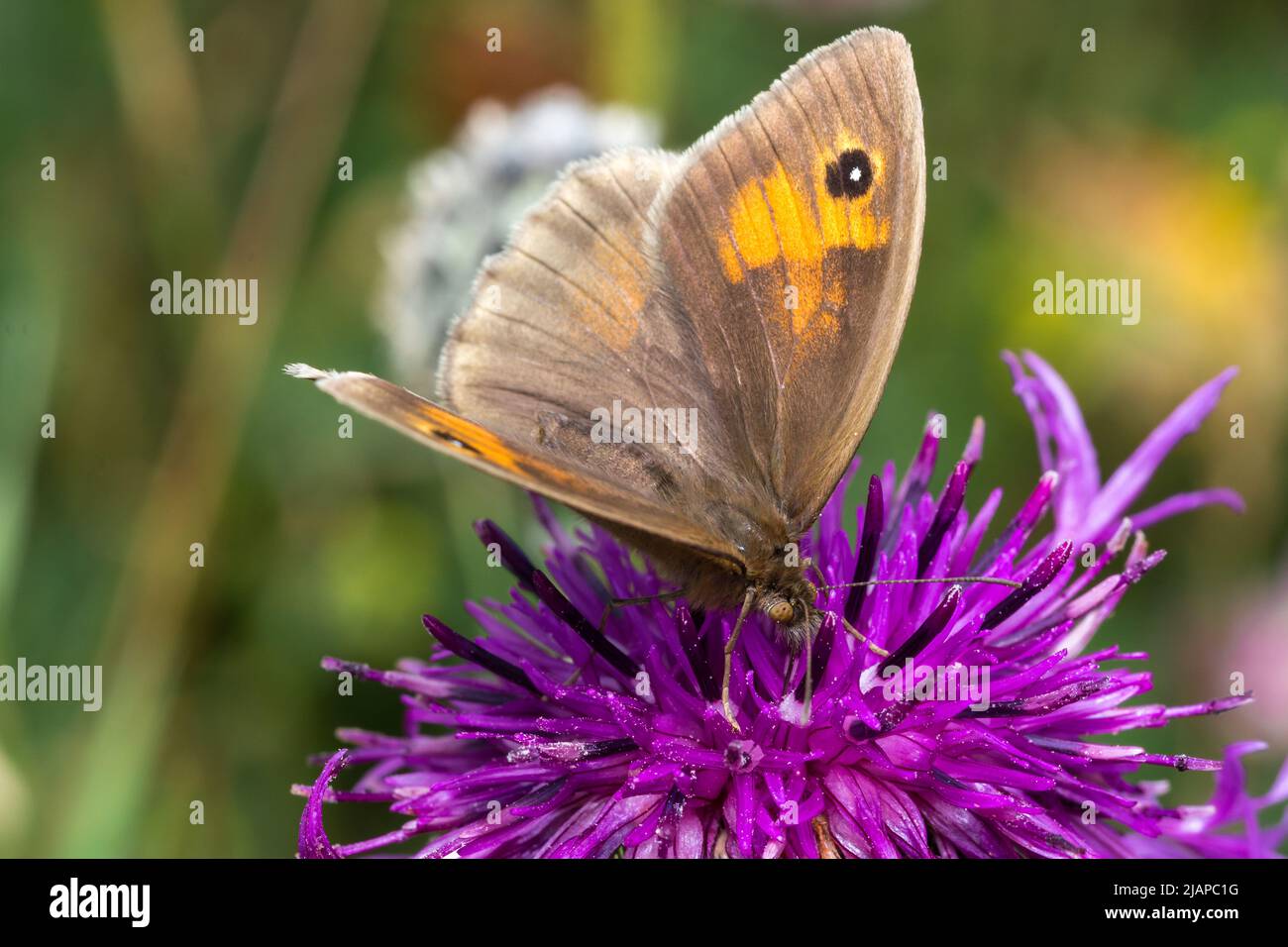 A meadow brown butterfly (Maniola jurtina) drinking from a thistle at Nose's Point near Seaham, UK Stock Photo