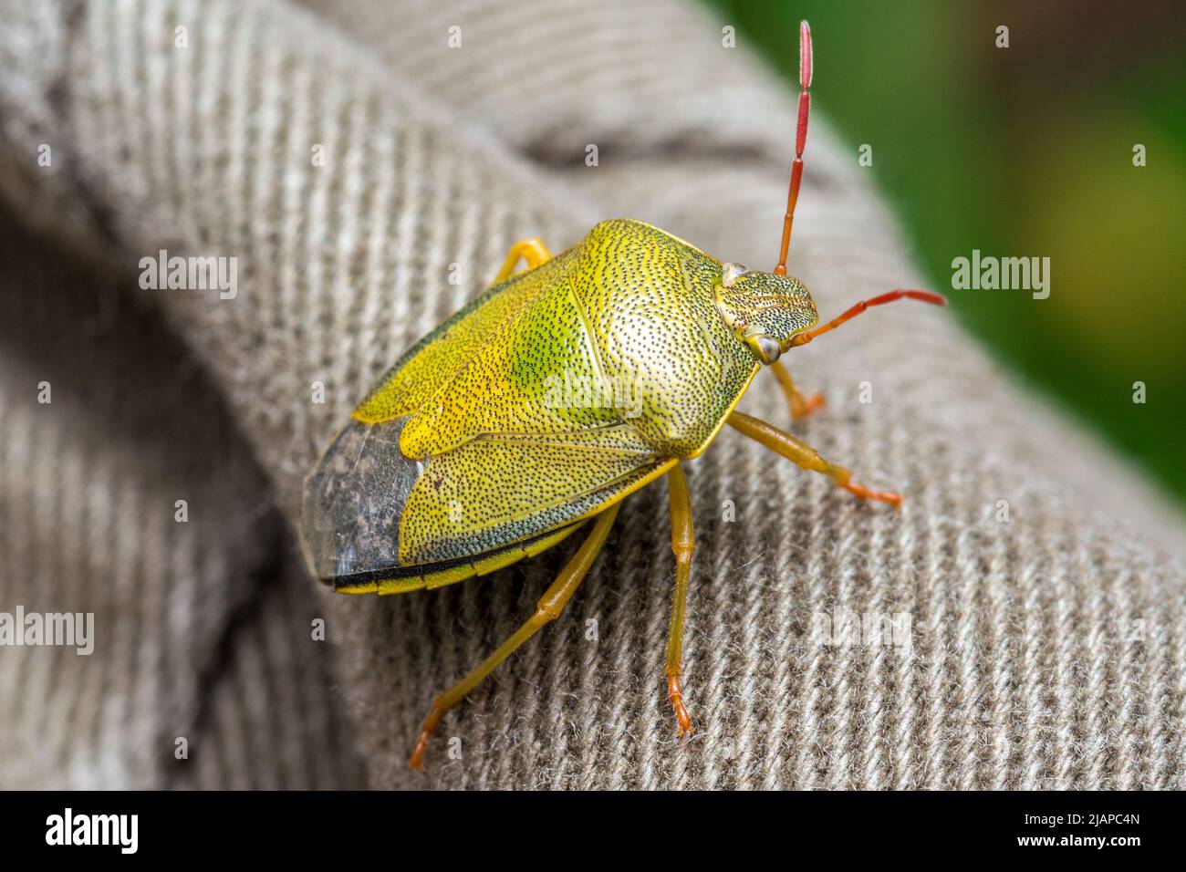 A gorse shield bug (Piezodorus lituratus) resting on the photographer's leg. Taken near Nose's Point, Seaham, UK. Stock Photo