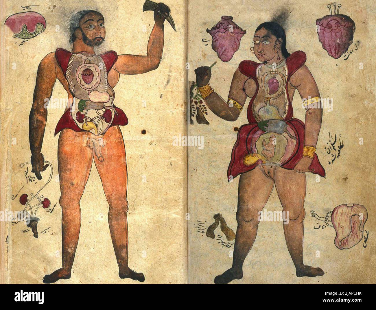 Anonymous Persian Anatomical illustrations from Iran or Pakistan, c.1680Ð1750 showing anatomical figures of a pregnant female and a male. The woman holds back a flap of abdominal skin to expose the gravid uterus, while in her other hand she appears to hold a plant rather than a part of the body, though that could be interpreted as referring to the female genitalia.  The male figure has his abdomen and chest opened to reveal the internal organs. In a volume containing Tibb al-Akbar (AkbarÕ's Medicine) by Muhammad Akbar. Stock Photo