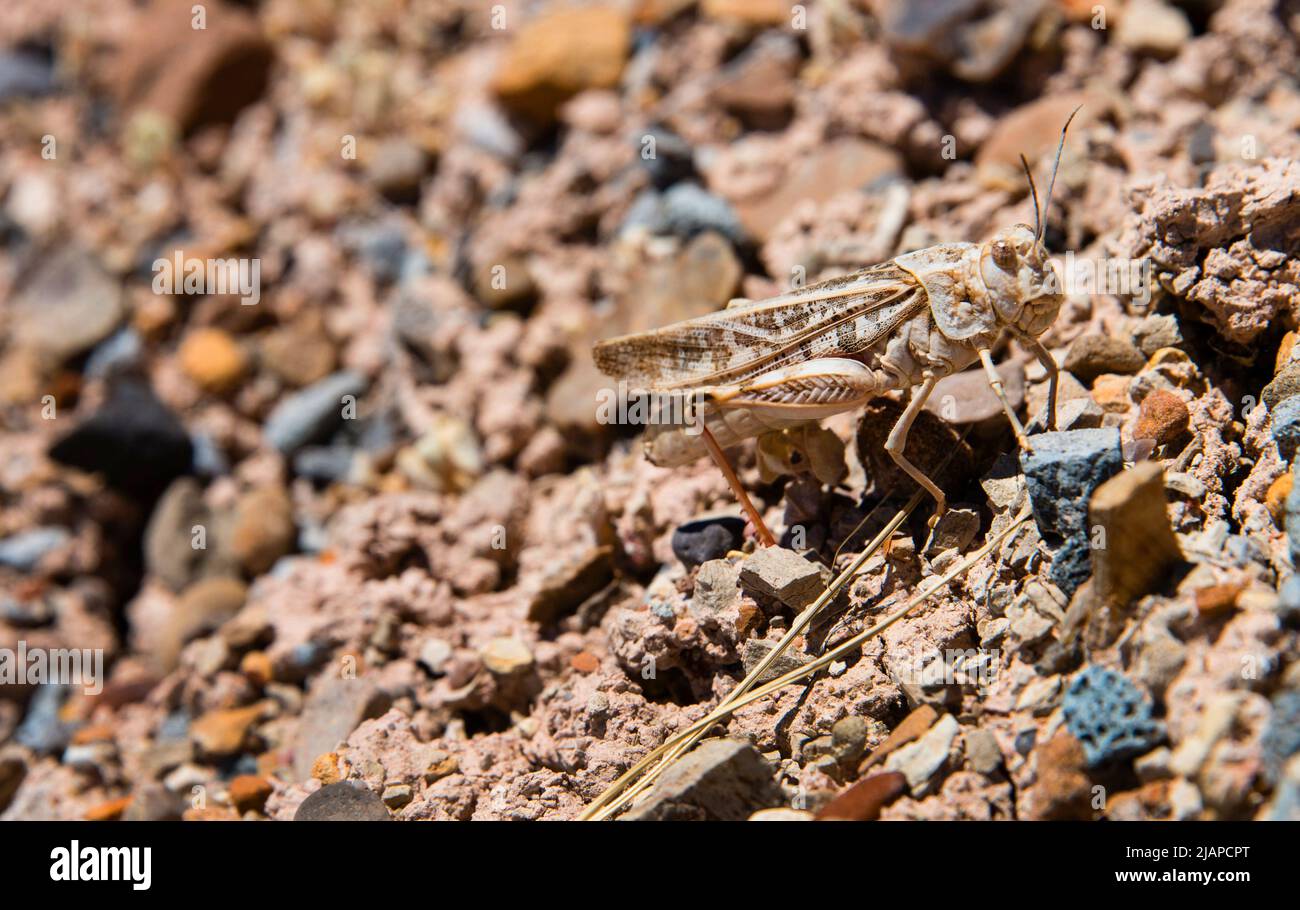 Grasshopper in a barren, dry environment at Cleveland-Lloyd Dinosaur Quarry, Utah, USA.   An optimised version of a US National Park Service. Photo credit: NPS/M.Reed Stock Photo