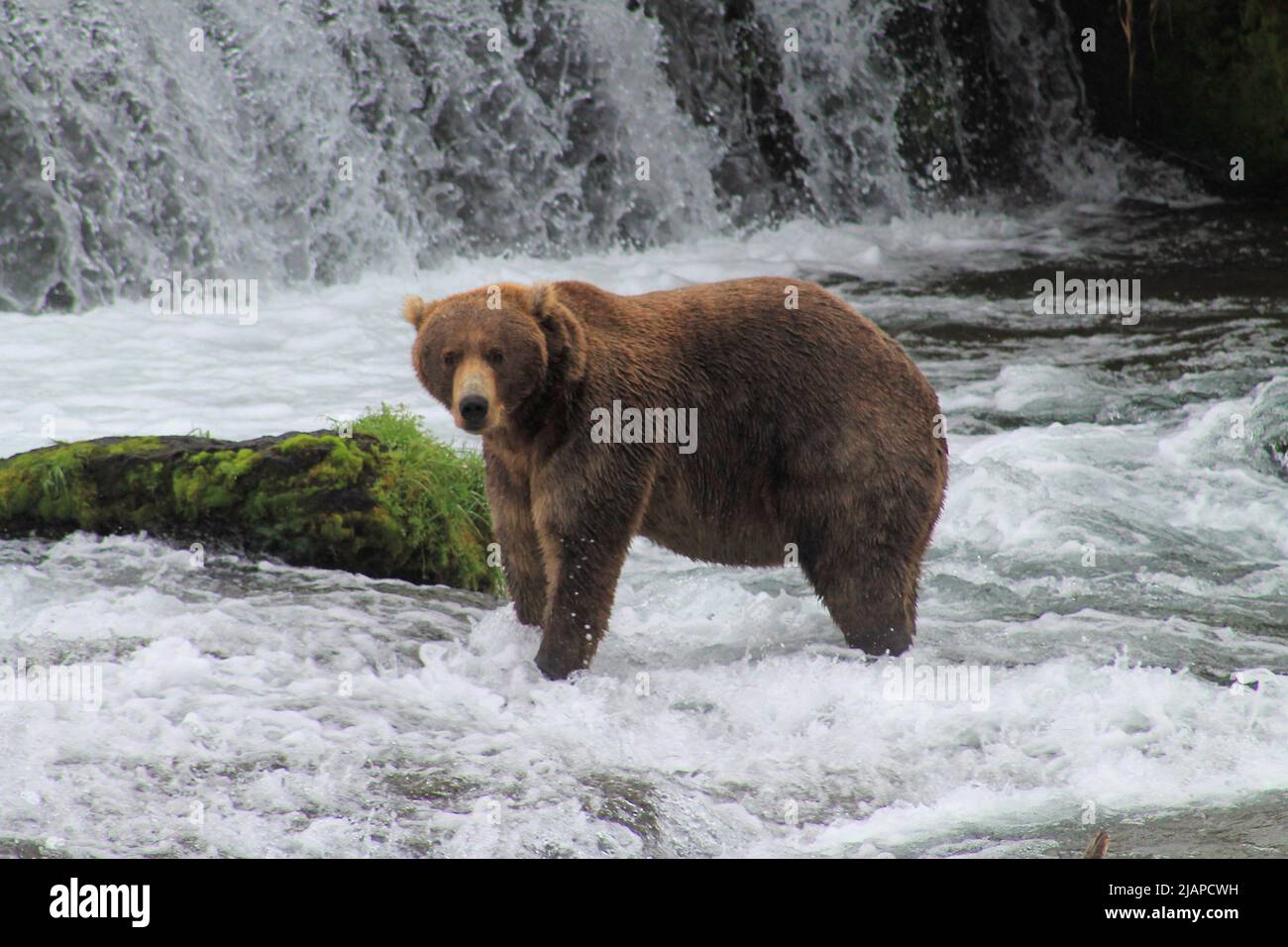 Brown Bears - Bears (U.S. National Park Service)