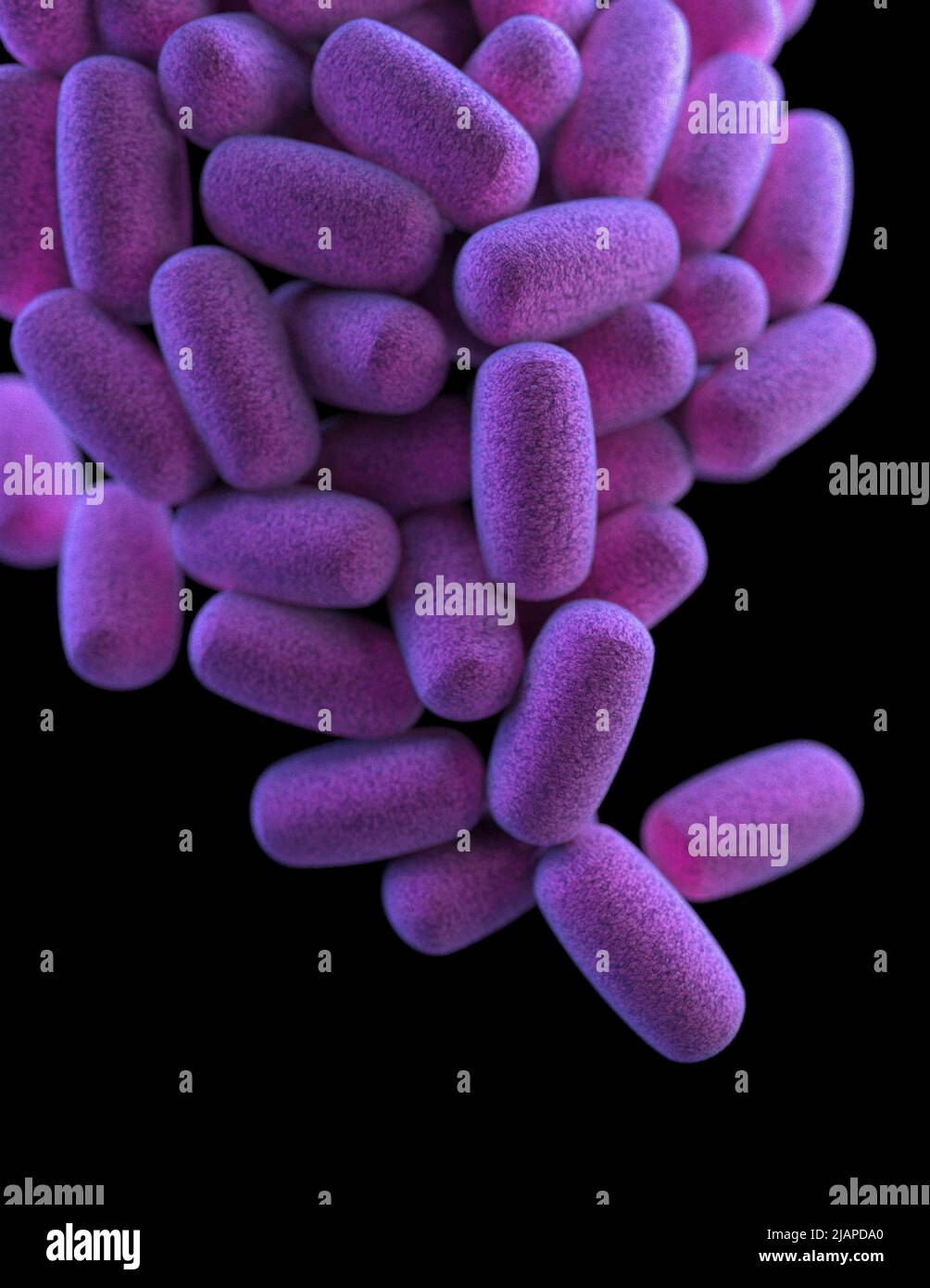 A cluster of barrel-shaped, Clostridium perfringens bacteria. False-colour interpreted artistic rendition based on scanning electron microscopic (SEM) imagery. Stock Photo
