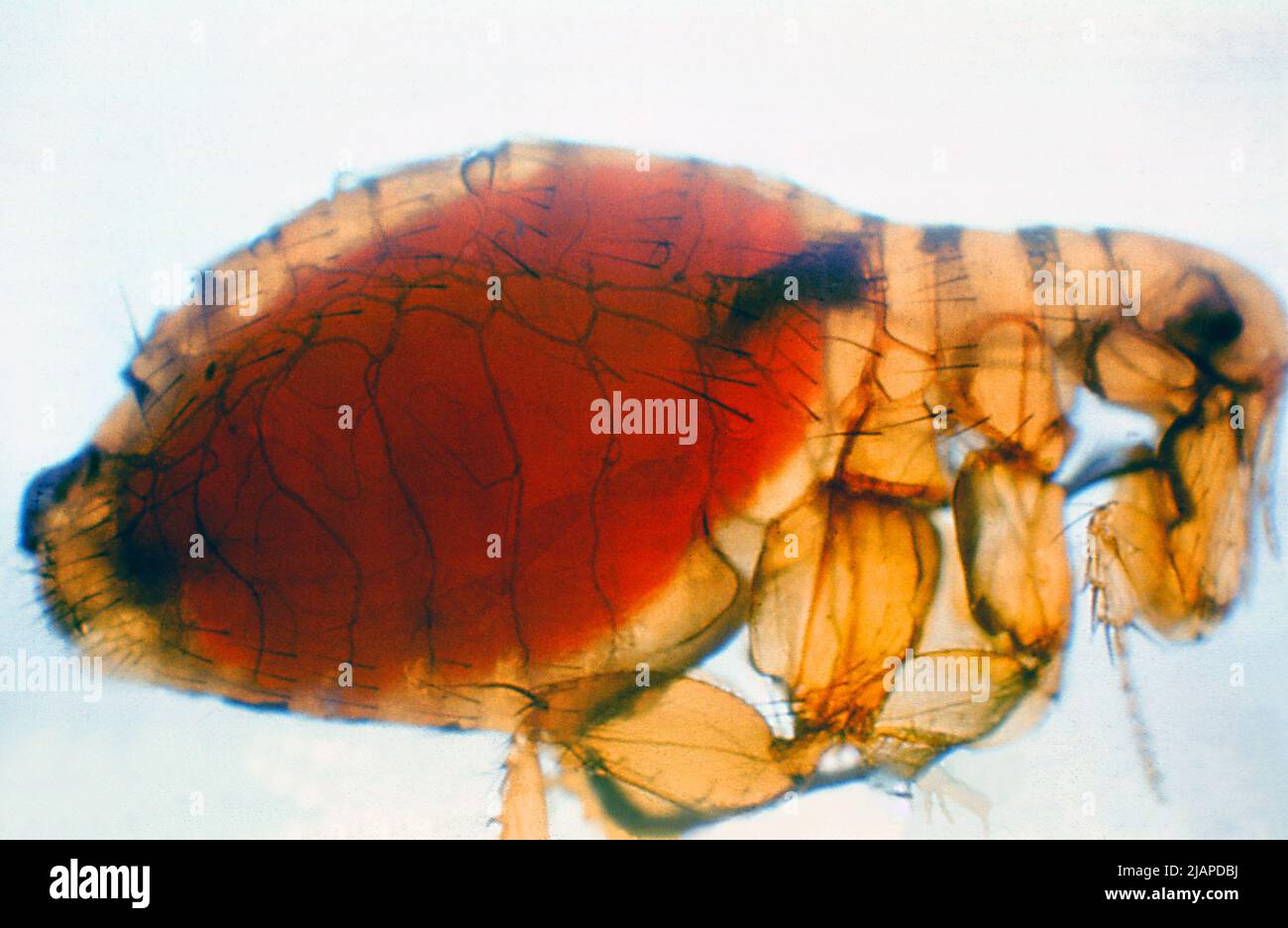 Xenopsylla cheopis (oriental rat flea) engorged with blood. This flea is the primary vector of plague in most large plague epidemics in Asia, Africa, and South America. Both male and female fleas can transmit the infection. Flea - Xenopsylla cheopis   Plague mass in poventriculus wih finger like projection into stomach - third day of infection with P. pestis.  http://www.cdc.gov/ncidod/dvbid/plague/index.htm  28; C 44272 Stock Photo