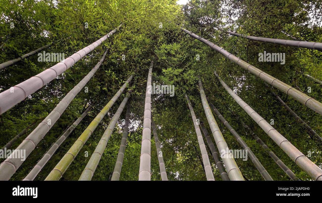 Bamboo Grove, Sankeien Gardens, Yokohama, Japan. Sankeien is a