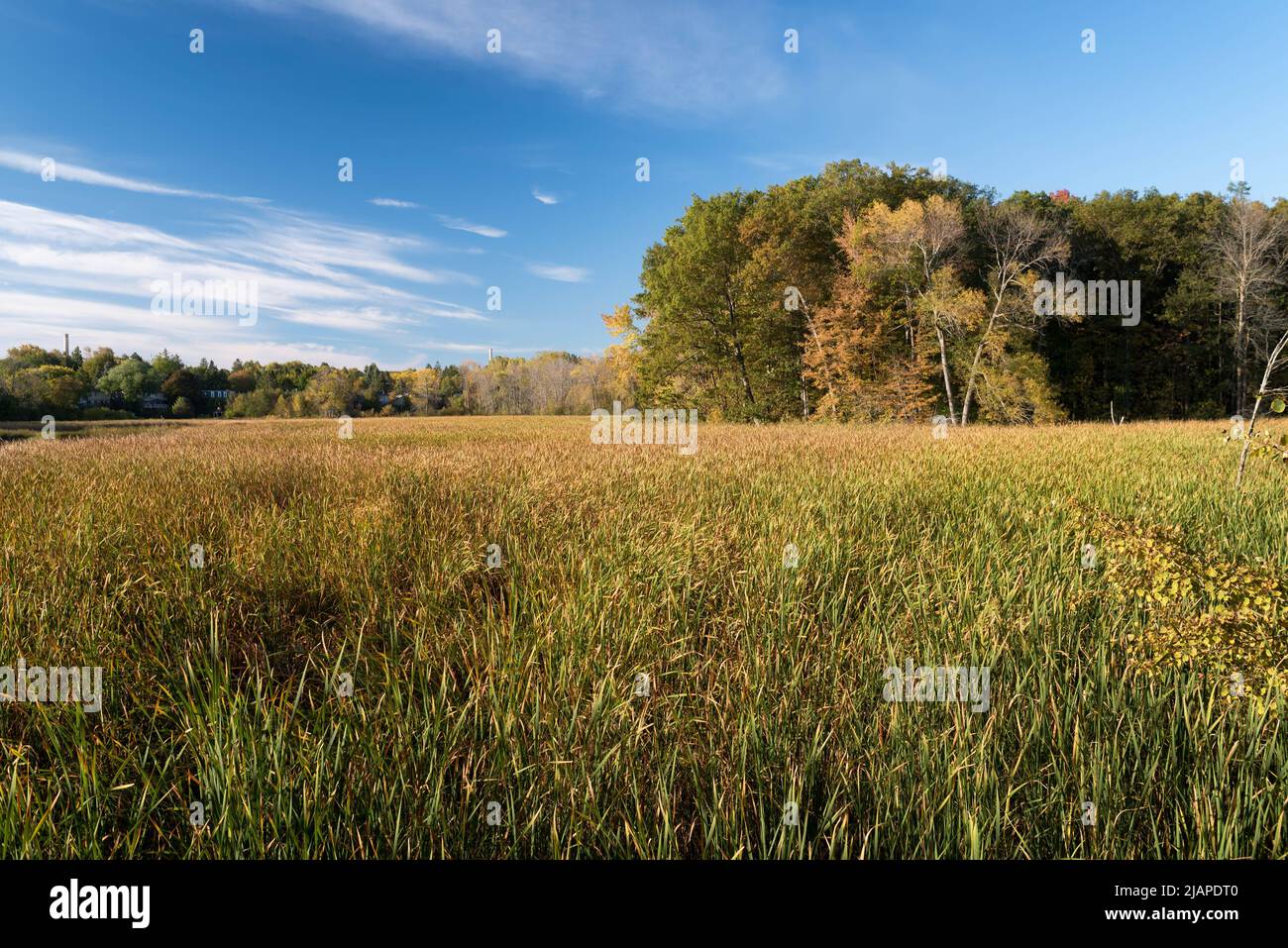 Bullrushes in Rattray Marsh, Mississauga, Ontario, Canada.  Rattray Marsh Conservation Area is a tranquil nature preserve featuring walking trails, boardwalks & birdlife. Stock Photo