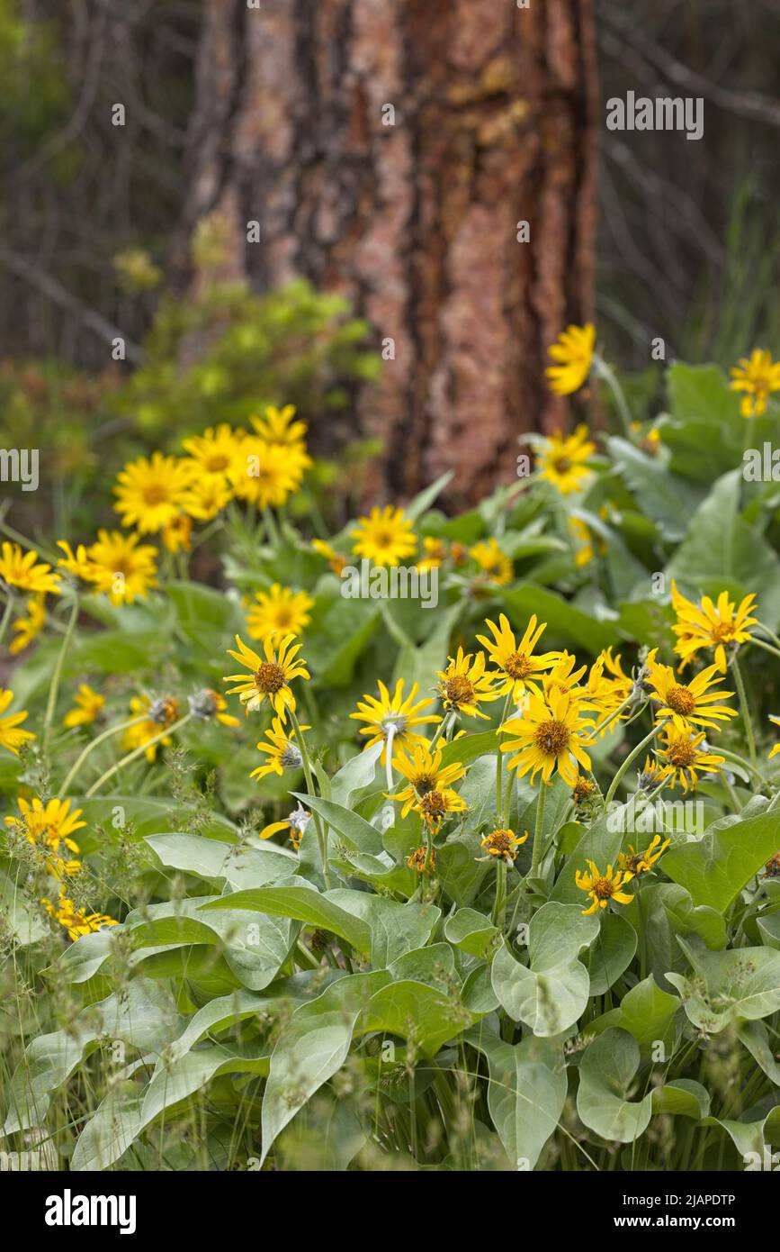 A cluster of yellow wild flowers in Post Falls, Idaho. Stock Photo