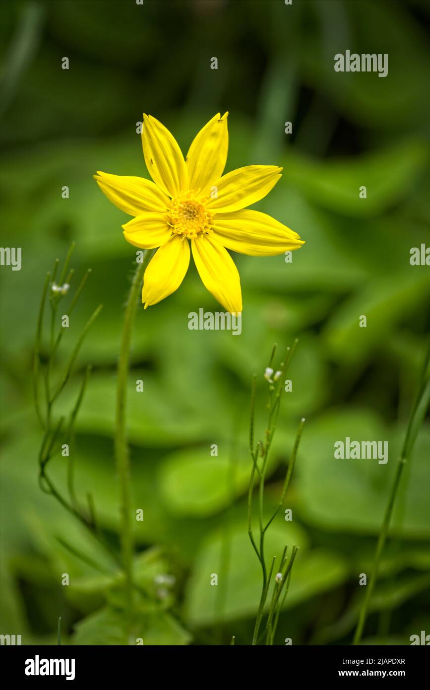 Close up of a pretty yellow flower in Post Falls, Idaho. Stock Photo