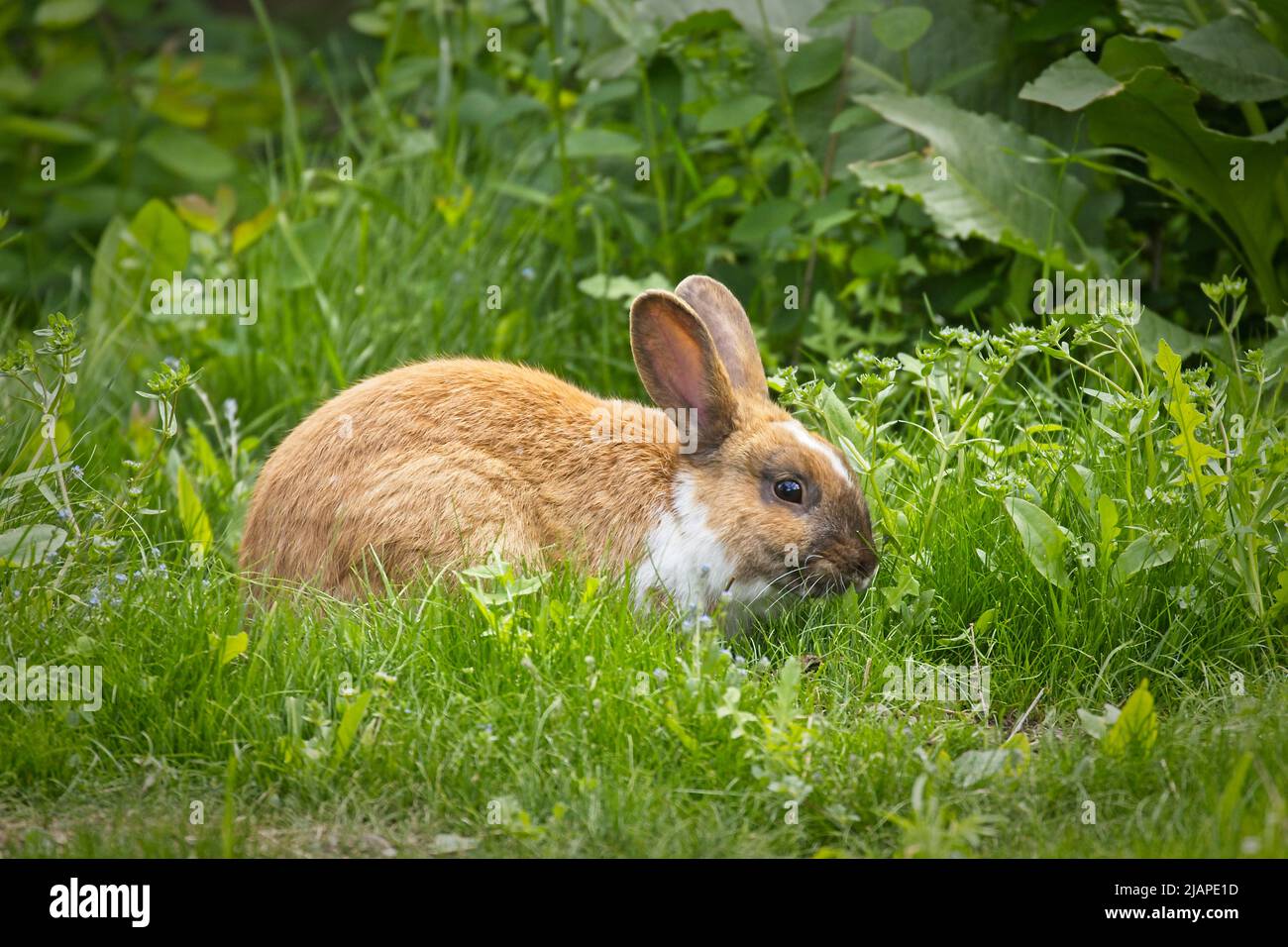 Brown and white rabbit  in the grass eating leaves in a park in Post Falls, Idaho. Stock Photo
