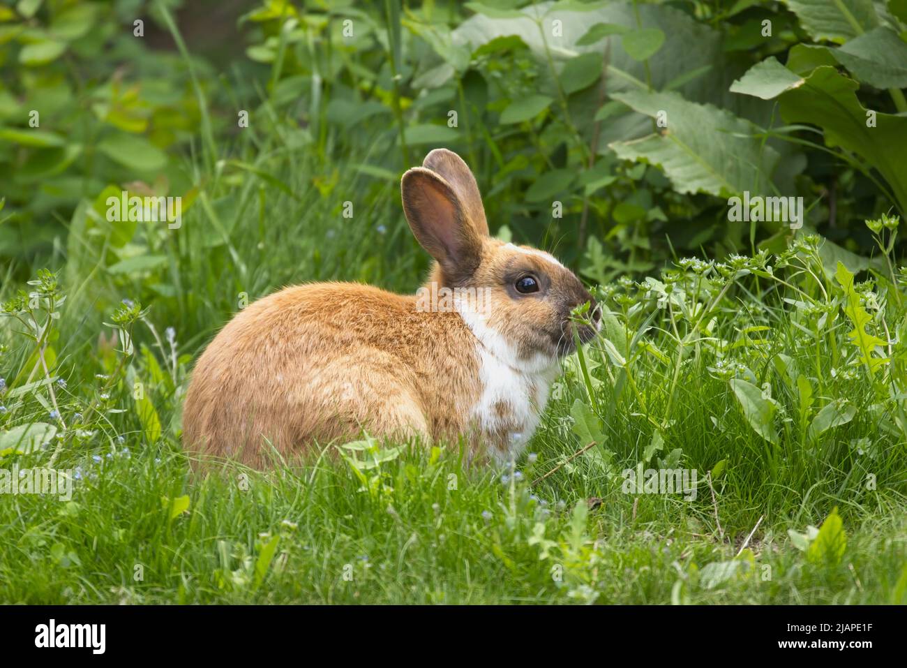 Brown and white rabbit in the grass eating leaves in a park in Post