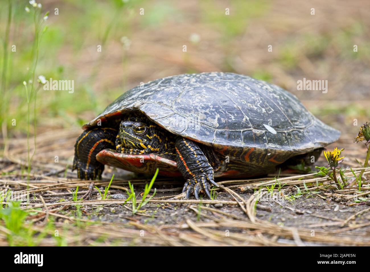 A close up of a painted turtle with its head partly in it shell in Post Falls, Idaho. Stock Photo