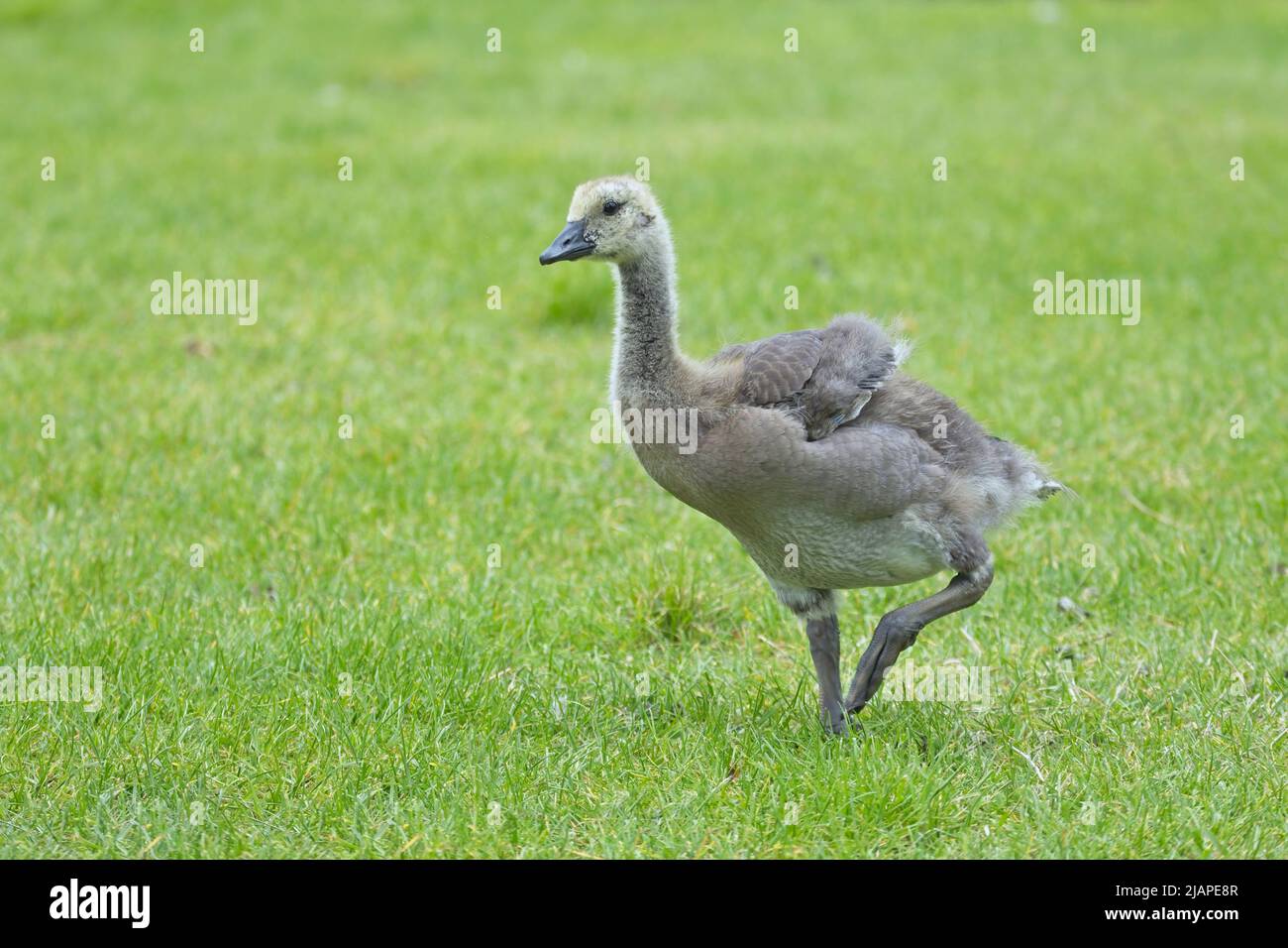 An older gosling walks through the gras in Manito Park in Spokane, Washington. Stock Photo