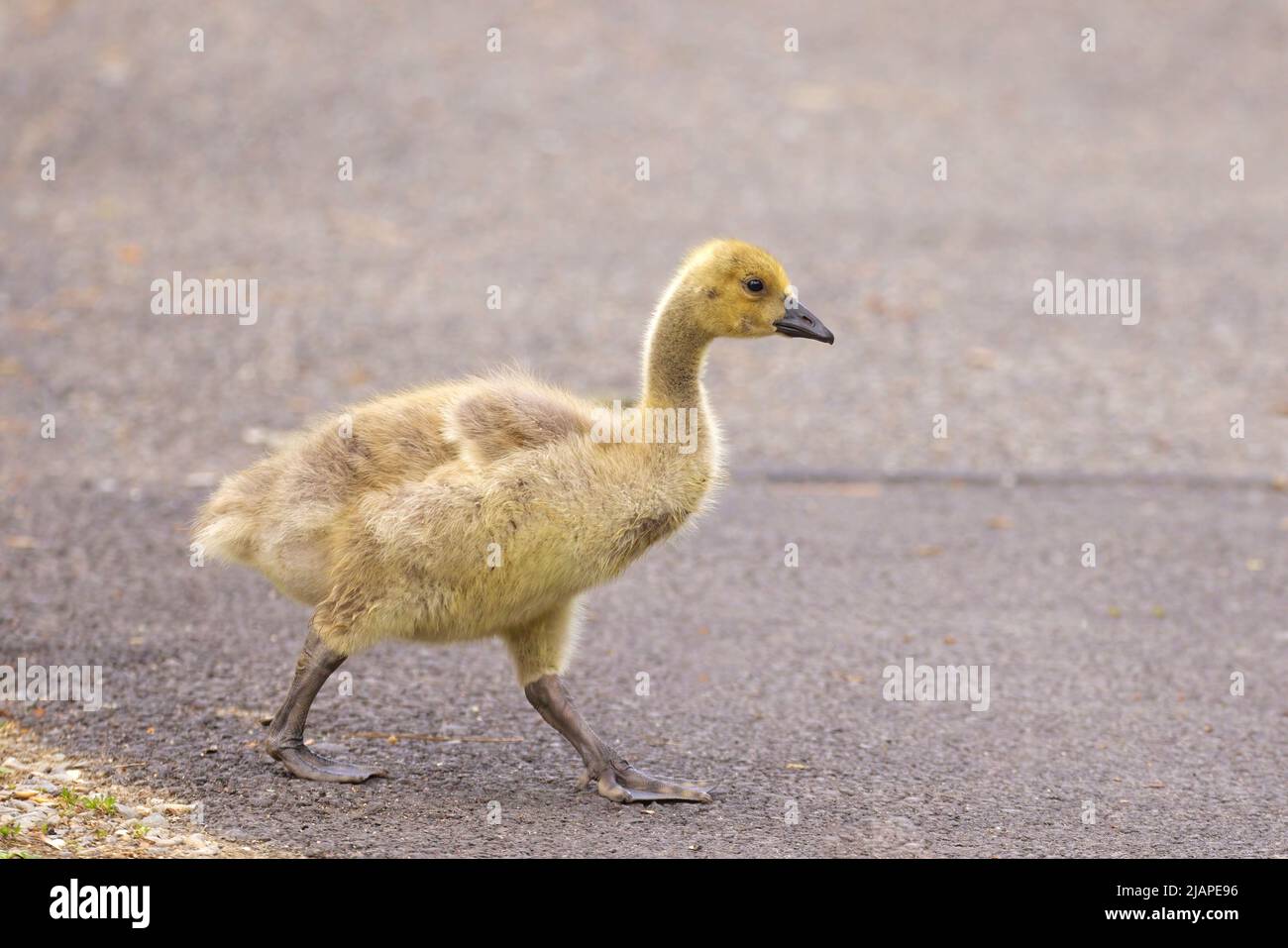 An older gosling walks on the paved path at Manito Park in Spokane, Washington. Stock Photo