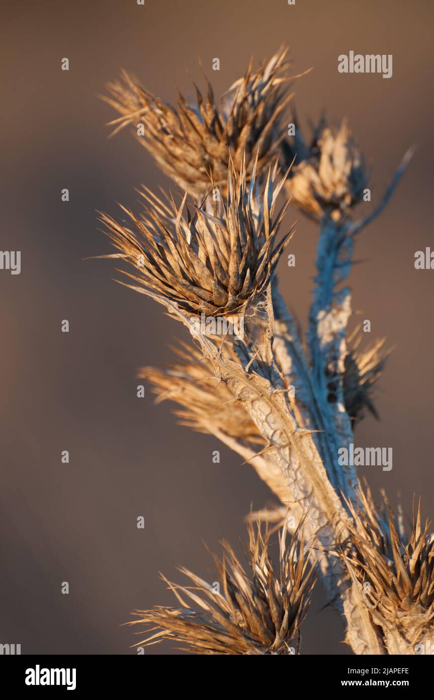 Close up of a dried thistle in the countryside, a plant with spiny leaves. Madrid, Spain Stock Photo