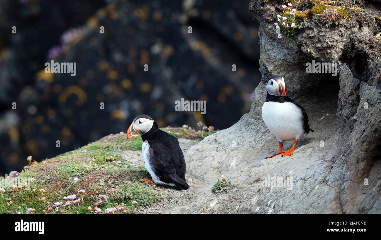 Puffins, Shetland Islands, Scotland. A pair of puffins in front of their burrow near the Sumbergh RSPB facility in the Shetland Islands, Scotland, United Kingdom. Stock Photo