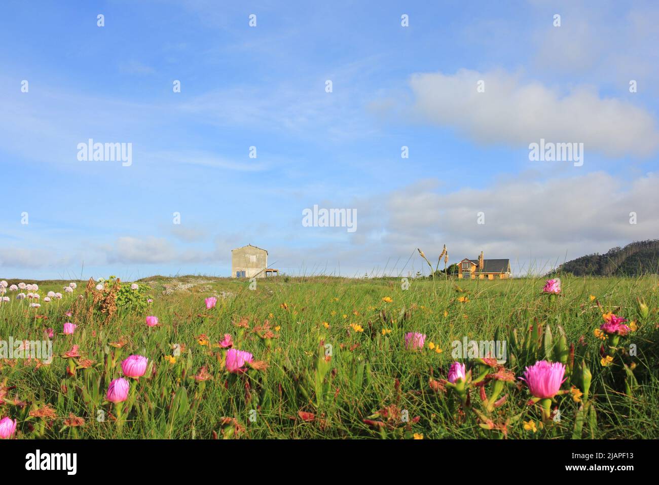 flowers make spring the most beautiful season of the year Stock Photo