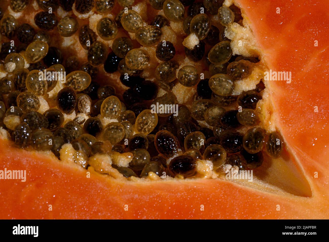 Detail of freshly cut Papaya. The papaya, papaw, or pawpaw is the plant Carica papaya, one of the 22 accepted species in the genus Carica of the family Caricaceae. It was first domesticated in Mesoamerica, within modern-day southern Mexico and Central America. In 2020, India produced 43% of the world supply of papayas. Stock Photo