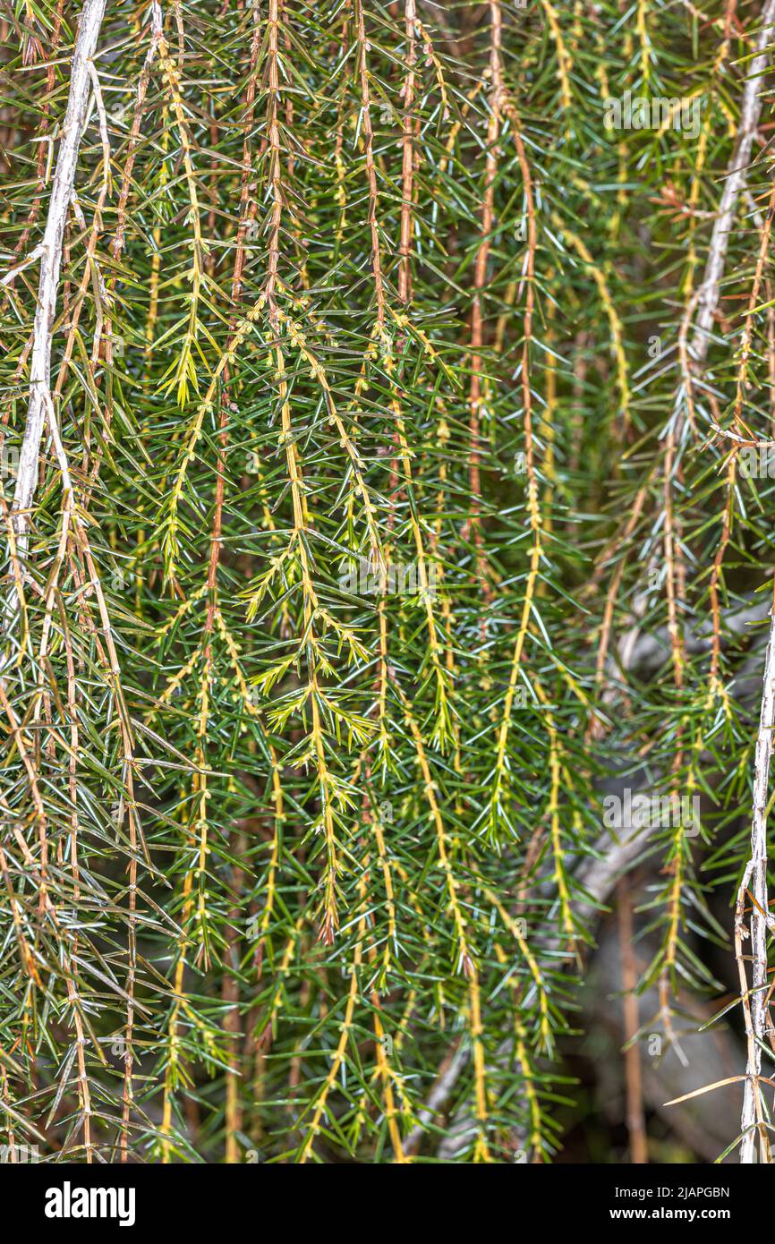 Leaves and Shoots of Temple Juniper (Juniperus rigida ‘Pendula’) Stock Photo