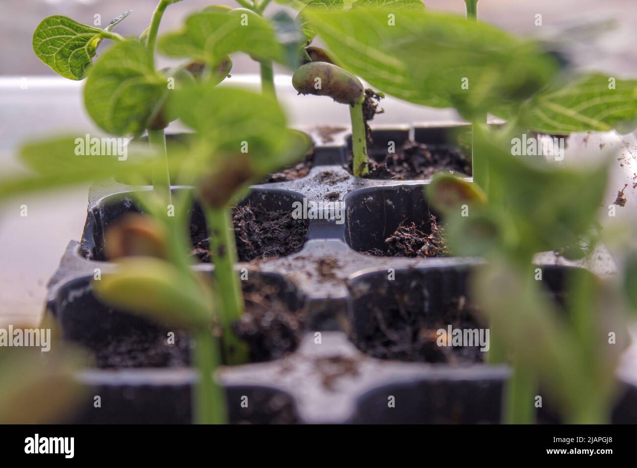 my green bean plants growing fast in my greenhouse Stock Photo Alamy