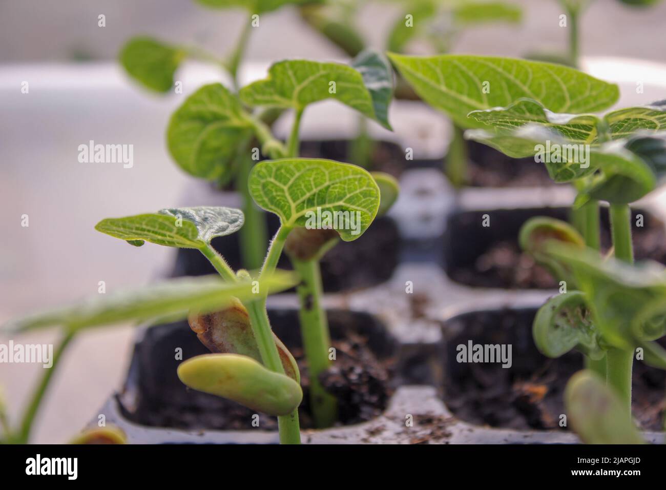 my green bean plants growing fast in my greenhouse Stock Photo - Alamy