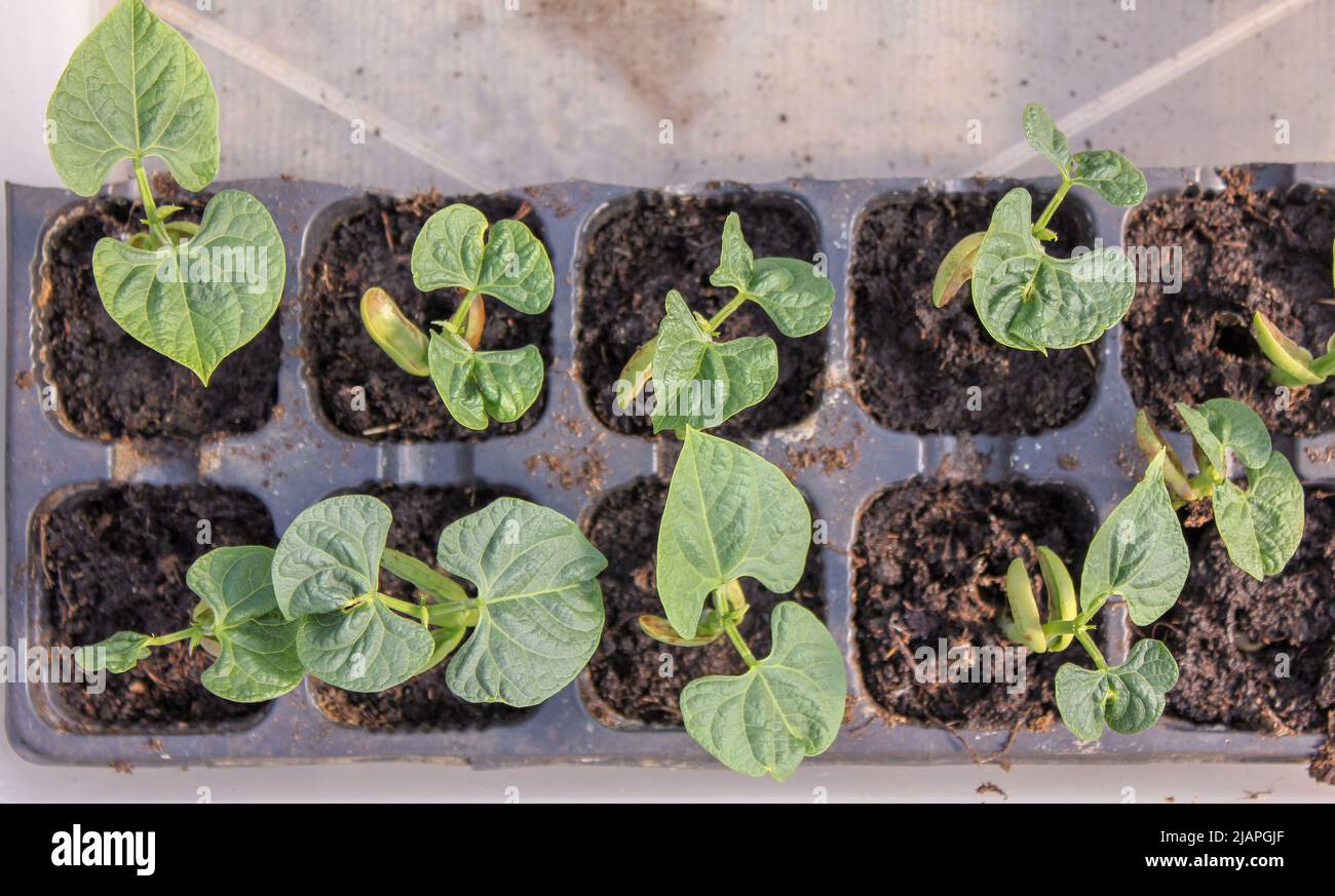 my green bean plants growing fast in my greenhouse Stock Photo Alamy