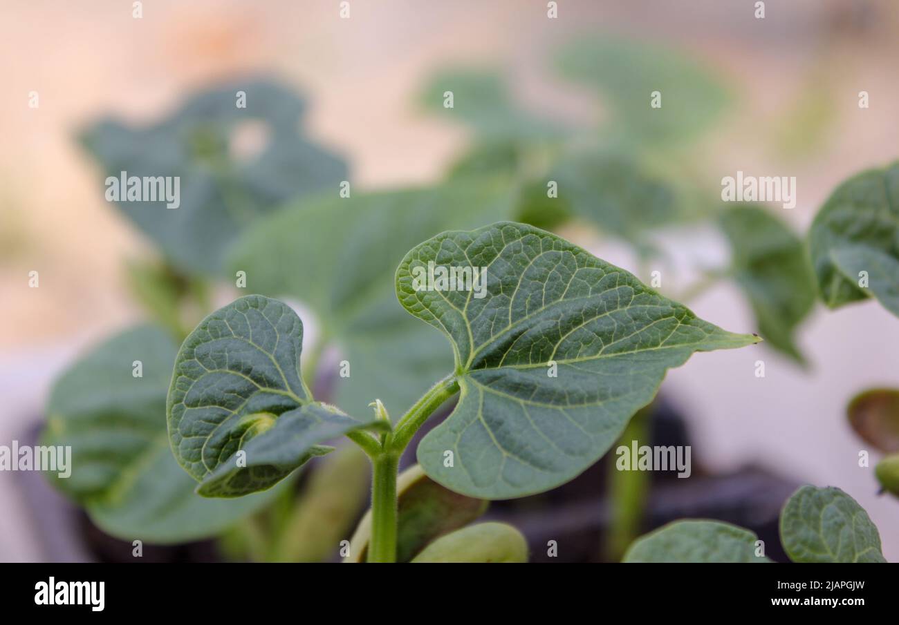 my green bean plants growing fast in my greenhouse Stock Photo Alamy
