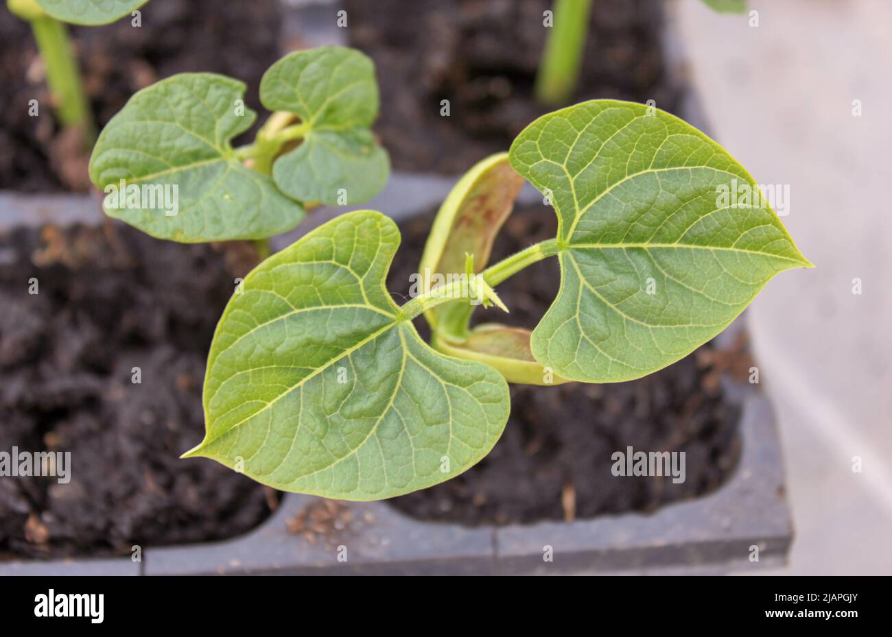 my green bean plants growing fast in my greenhouse Stock Photo Alamy