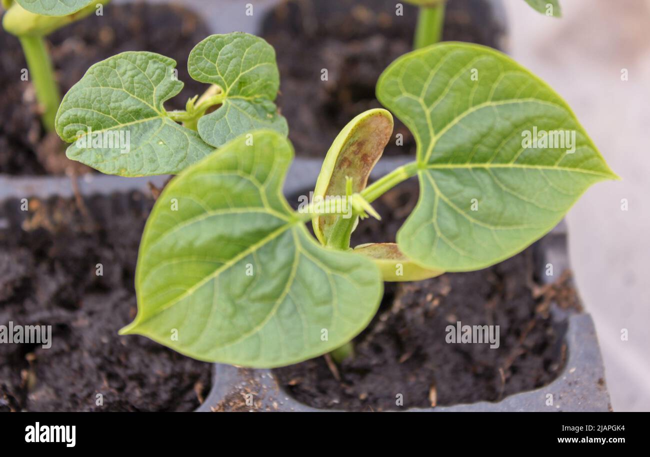my green bean plants growing fast in my greenhouse Stock Photo Alamy